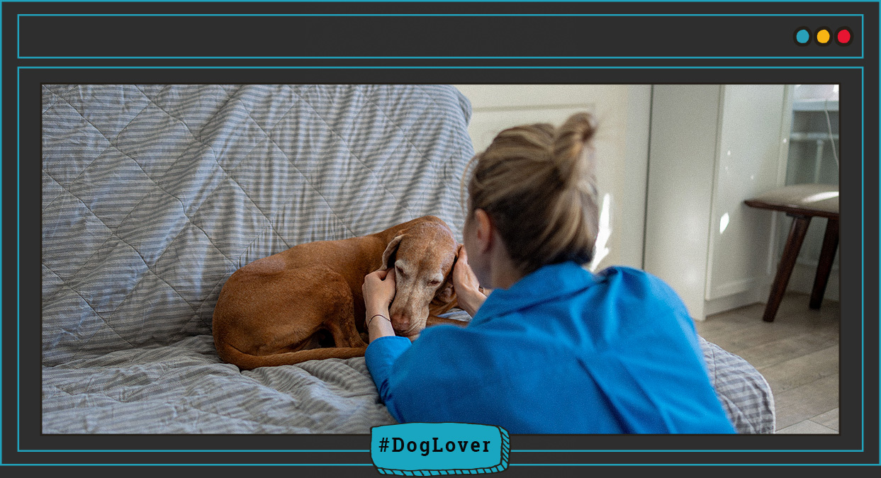 ¿Qué alimentos aumentan los glóbulos blancos en los perros?